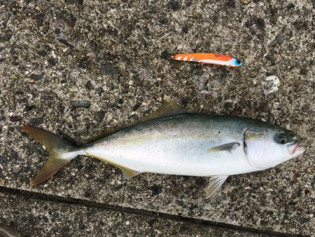 ポーアイ沖ハマチツバス